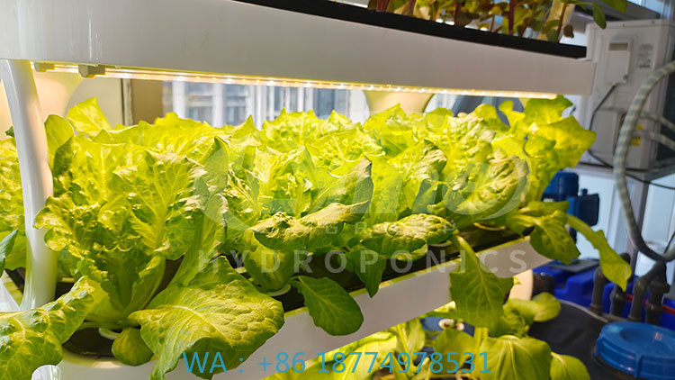 Hydroponic System - c Landwirtschaftsmaschine zum Anbau von Gemüse,