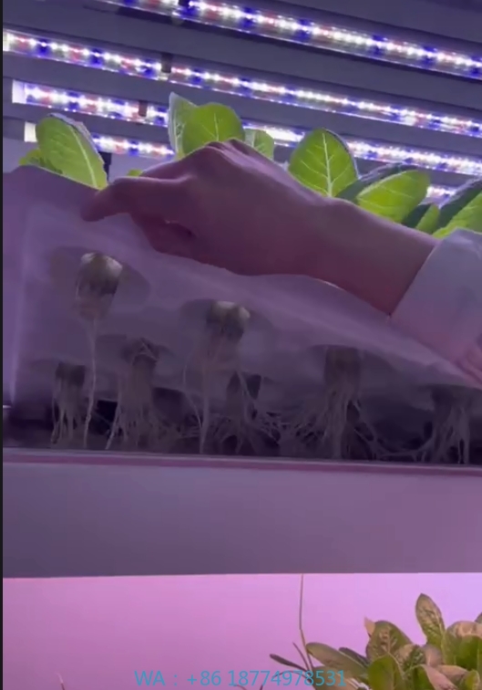 f Gewächshaus, landwirtschaftl – Hydroponic System Bewertung und Preis