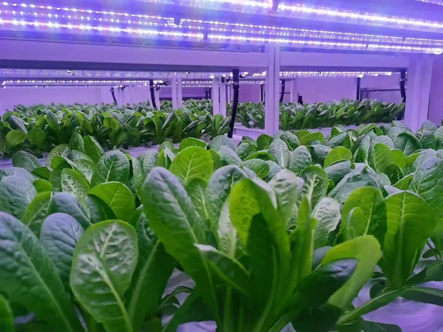 f Gewächshaus, landwirtschaftl – Hydroponic System Bewertung und Preis