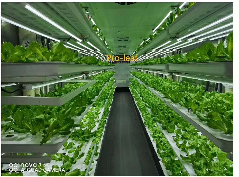 f Gewächshaus, landwirtschaftl – Hydroponic System Bewertung und Preis