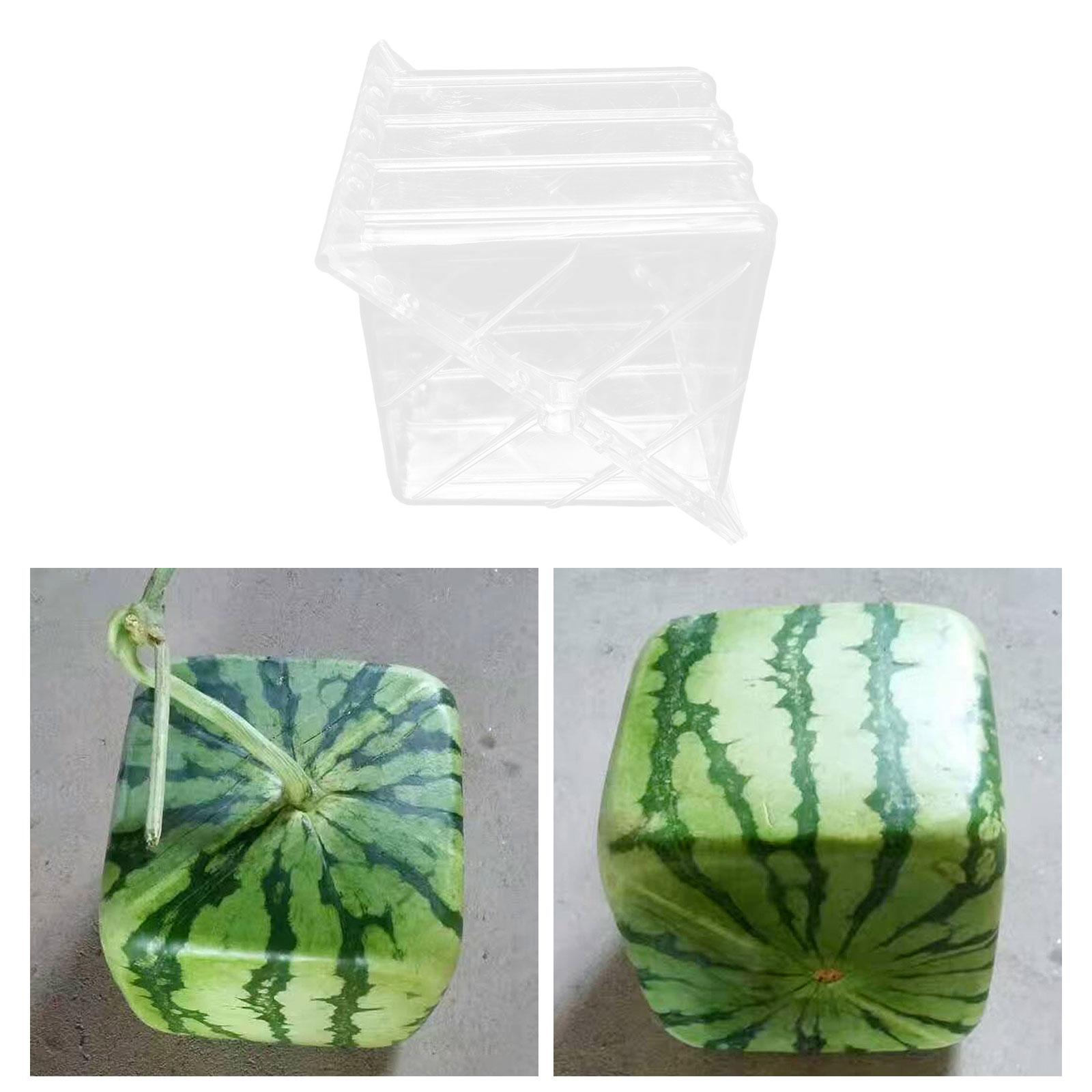 Quadratische Wassermelonen-Wac – Gardening Tools Unique Bewertung und Preis