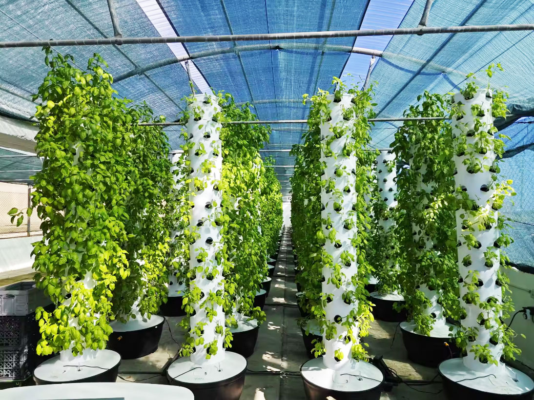 Hochwertiges, einfach zu insta – Hydroponic System Bewertung und Preis