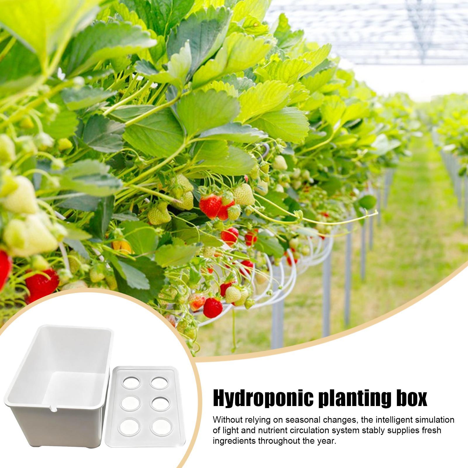 Hydroponisches Pflanzset, anfä – Hydroponic System Bewertung und Preis