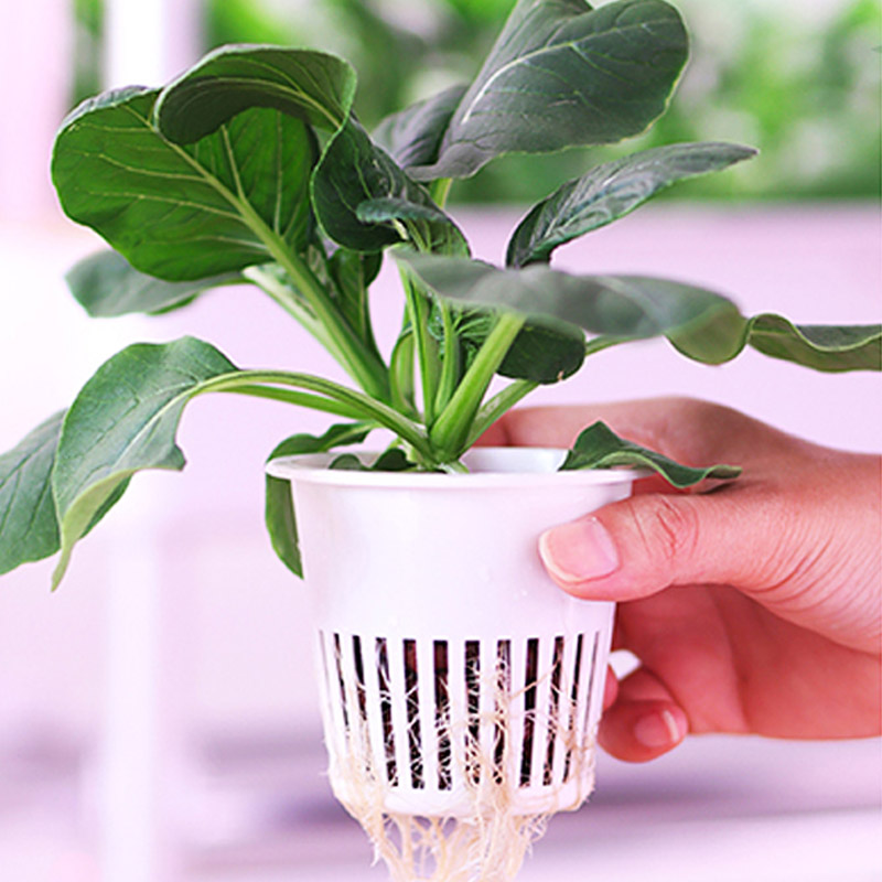 ydroponic Pflanzungssystem Sma – Hydroponic System Bewertung und Preis
