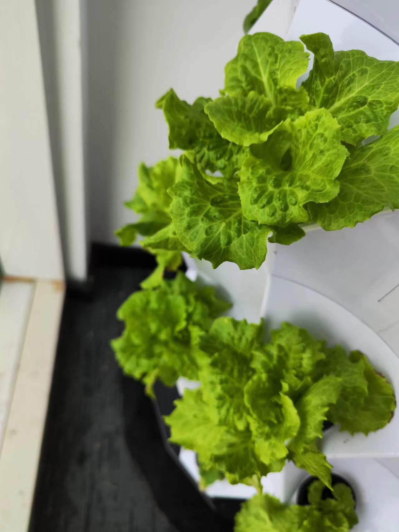 Automatisches Bewässerungssyst – Hydroponic System Bewertung und Preis